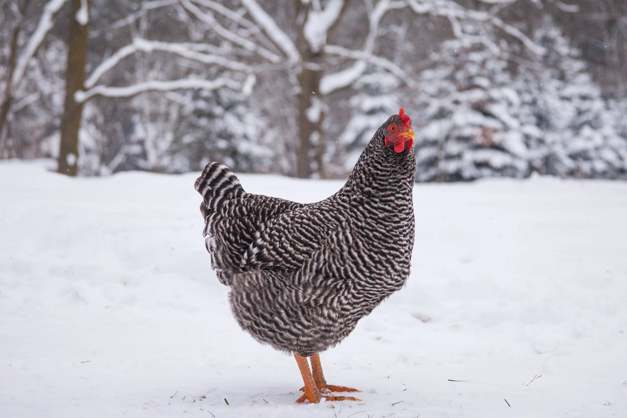 WinterinMichigan-7.jpg