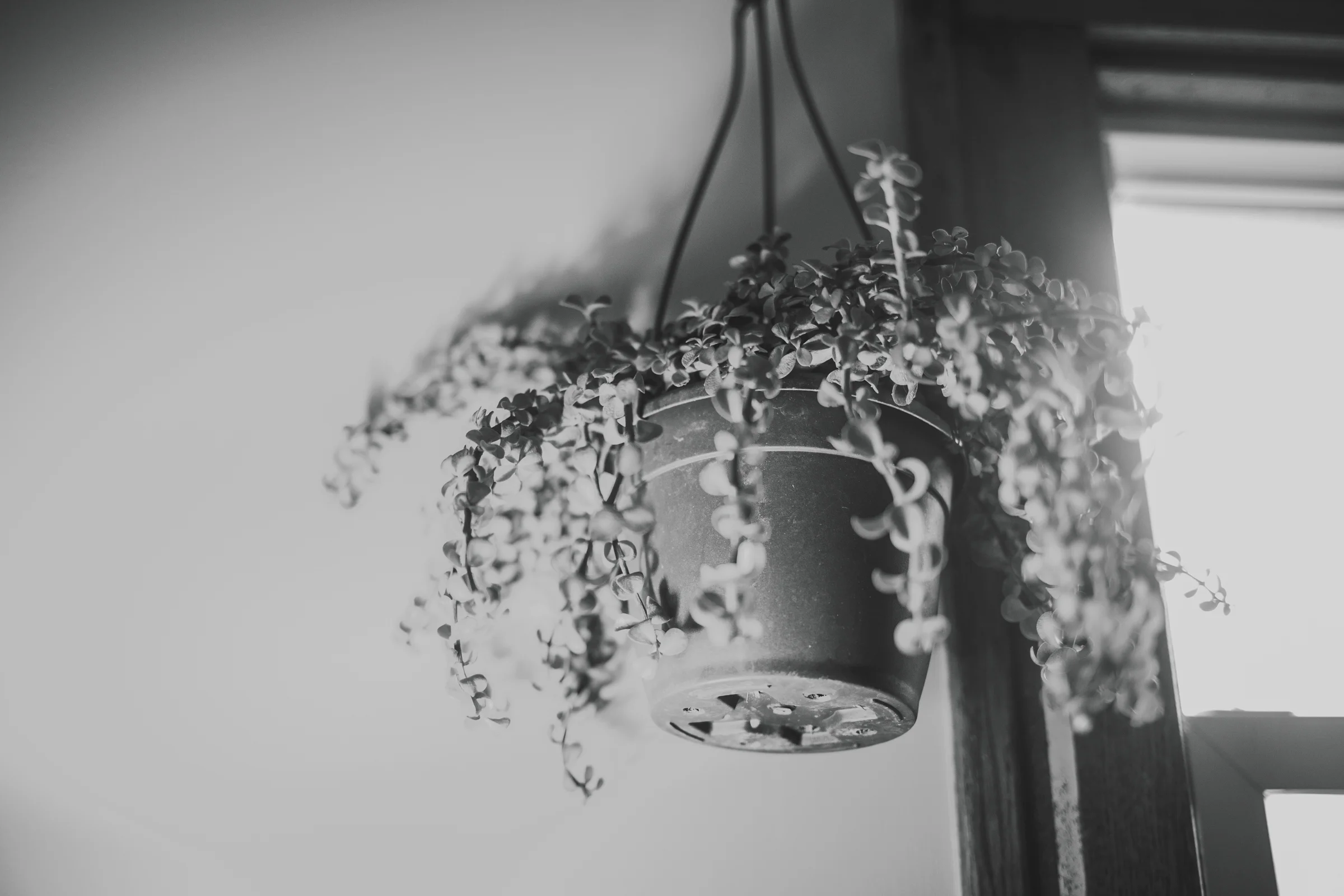 lamplight2017_meganlendmanphotography_favs-13.jpg