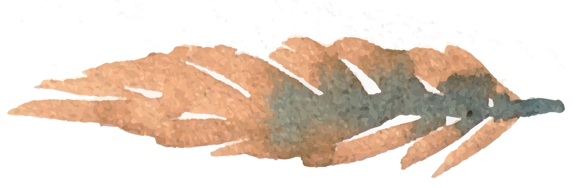 Accent 6.png