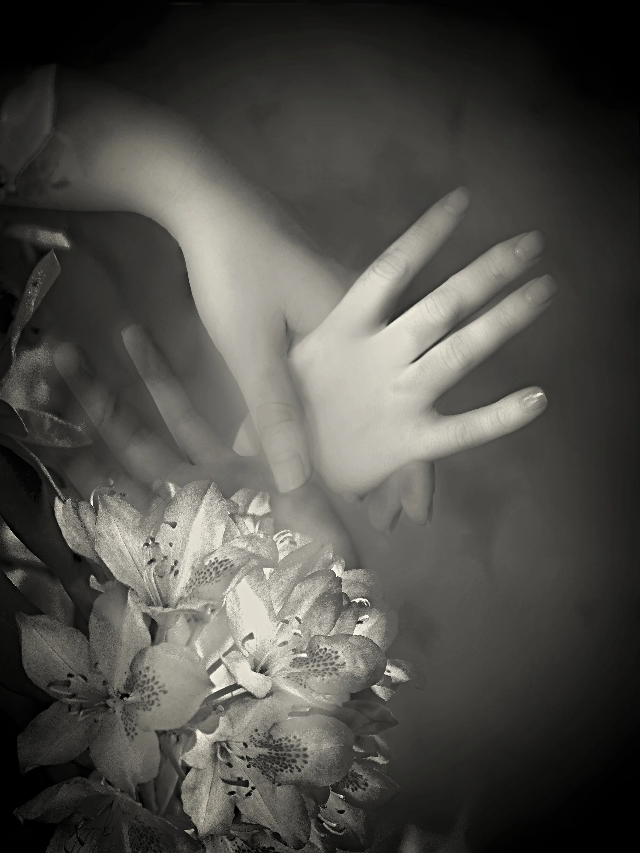 Midnight Lilies