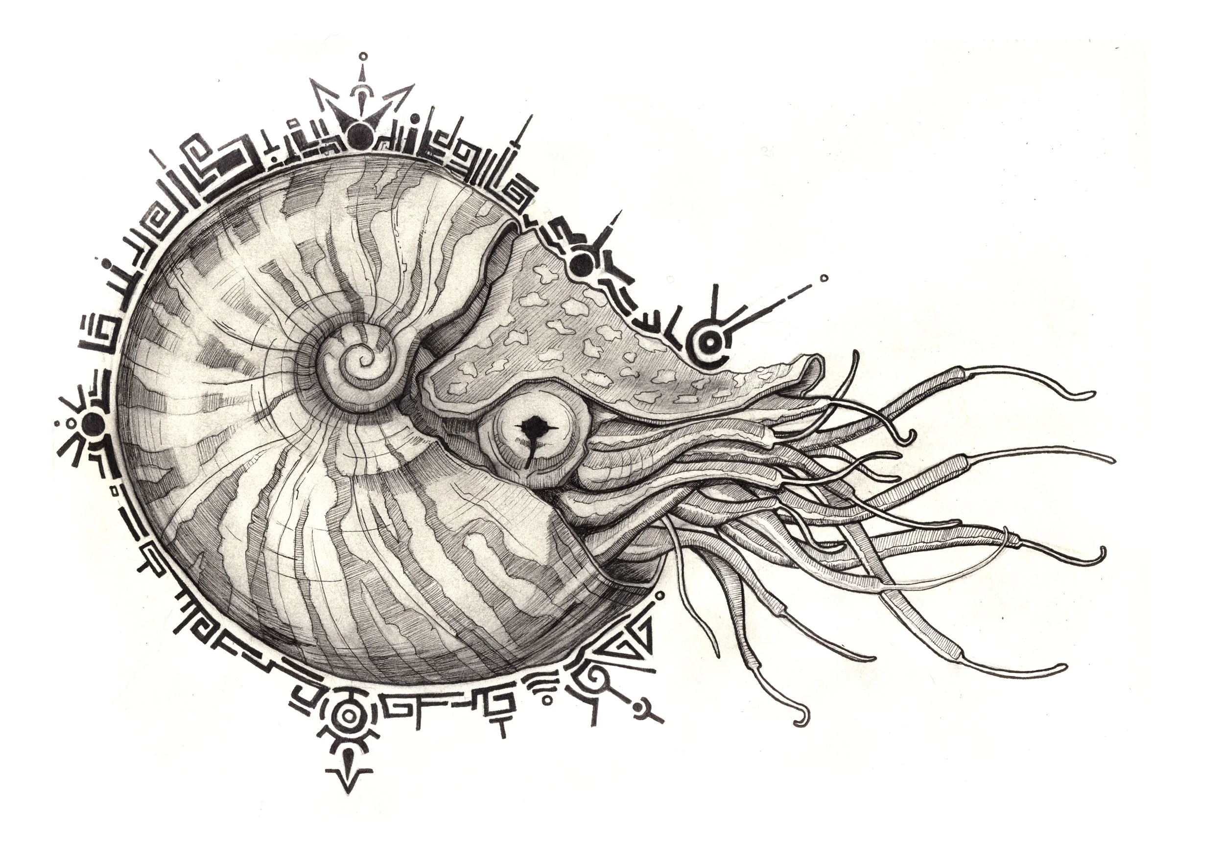 Sam-Nautilus.jpg