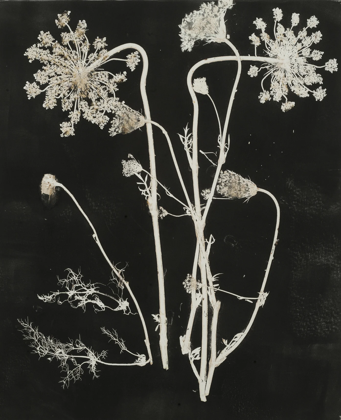 Queen Anne's Lace #1,