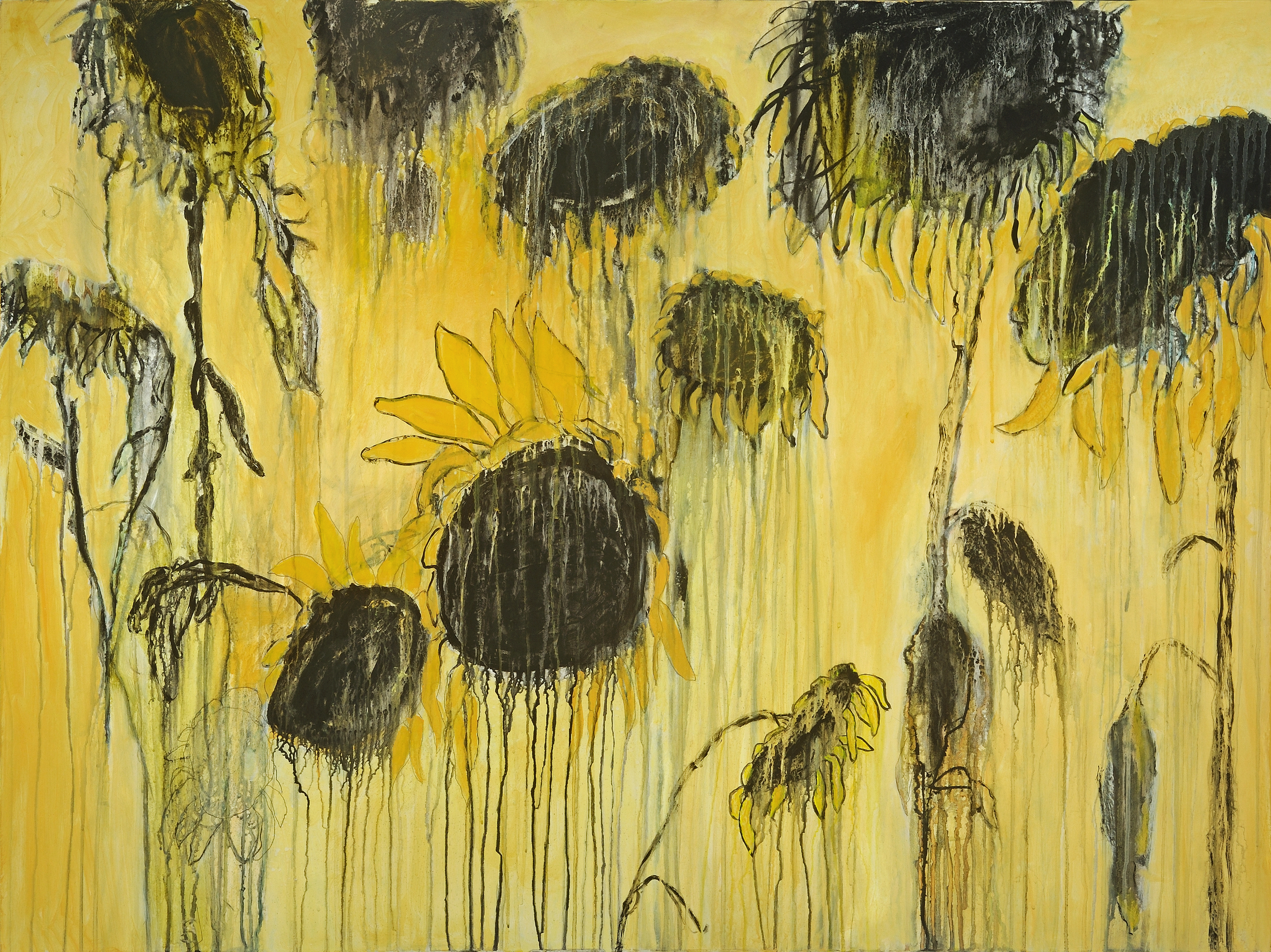 Wilting Helianthus