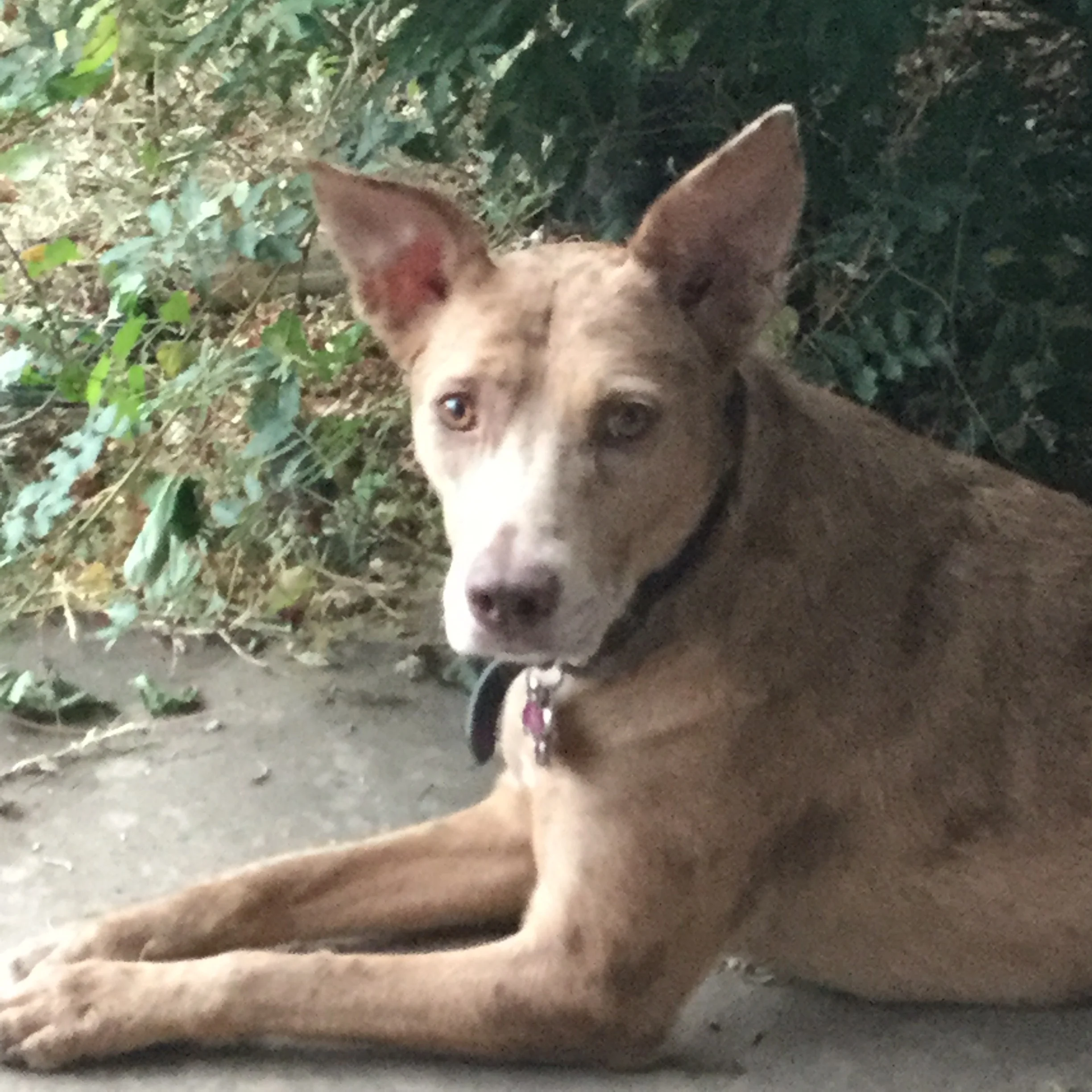 Mei, my CATAHOULA mix rescue (who rescued whom)? 