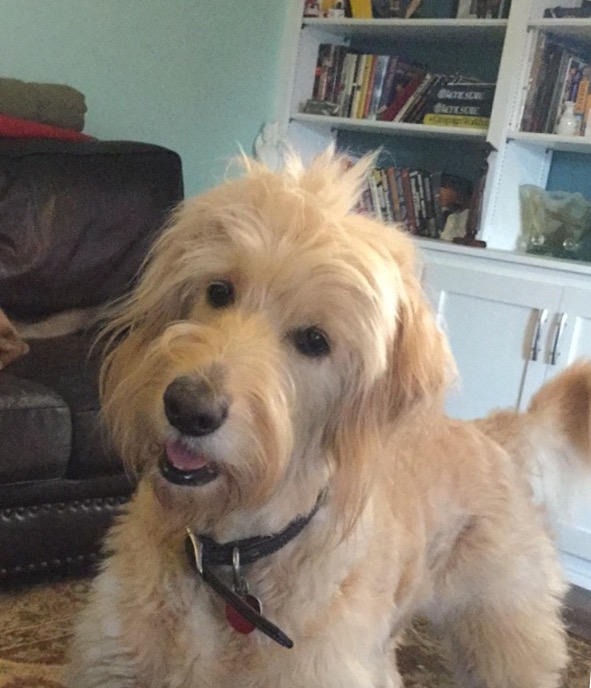 penny my fluffy goldendoodle.
