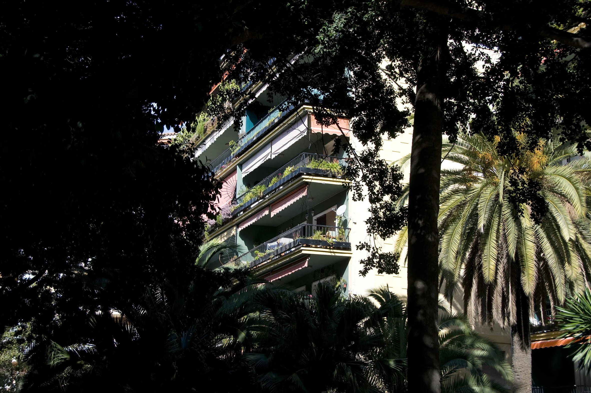 DSC_0629HotelTrees.jpg