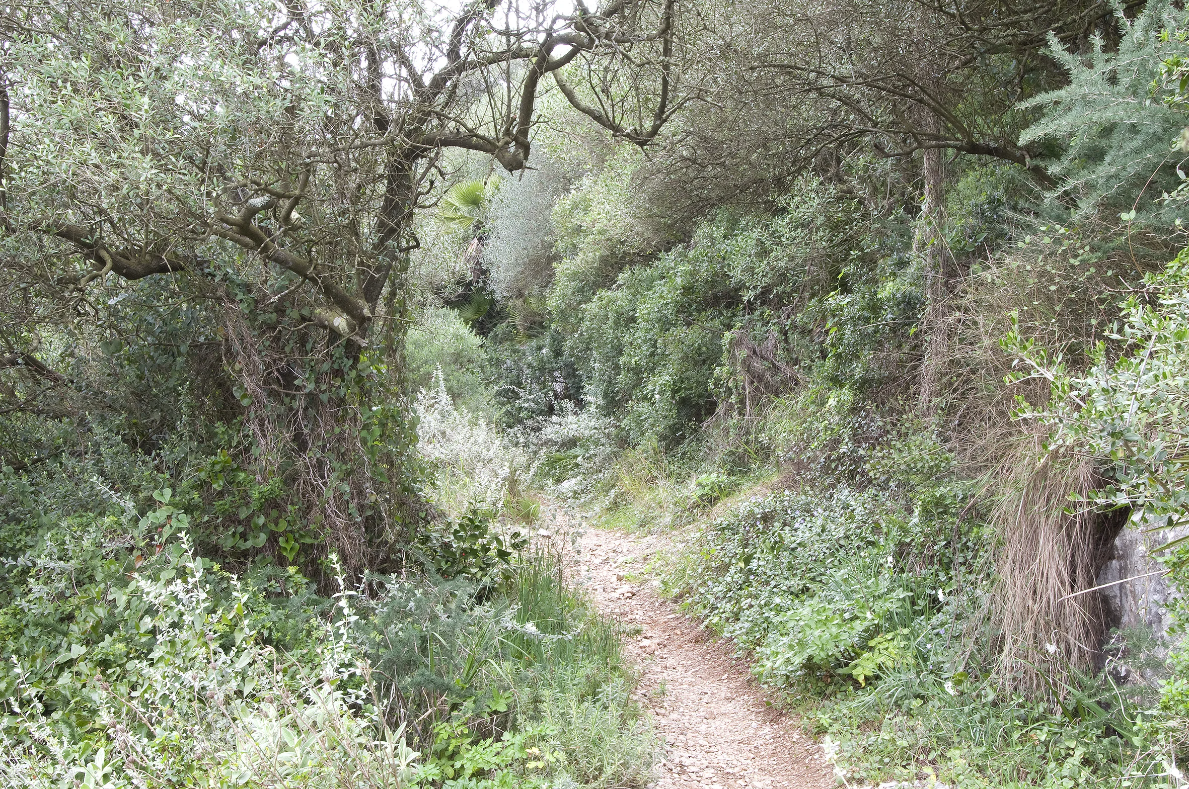 DSC_0102(Path)Edit.jpg