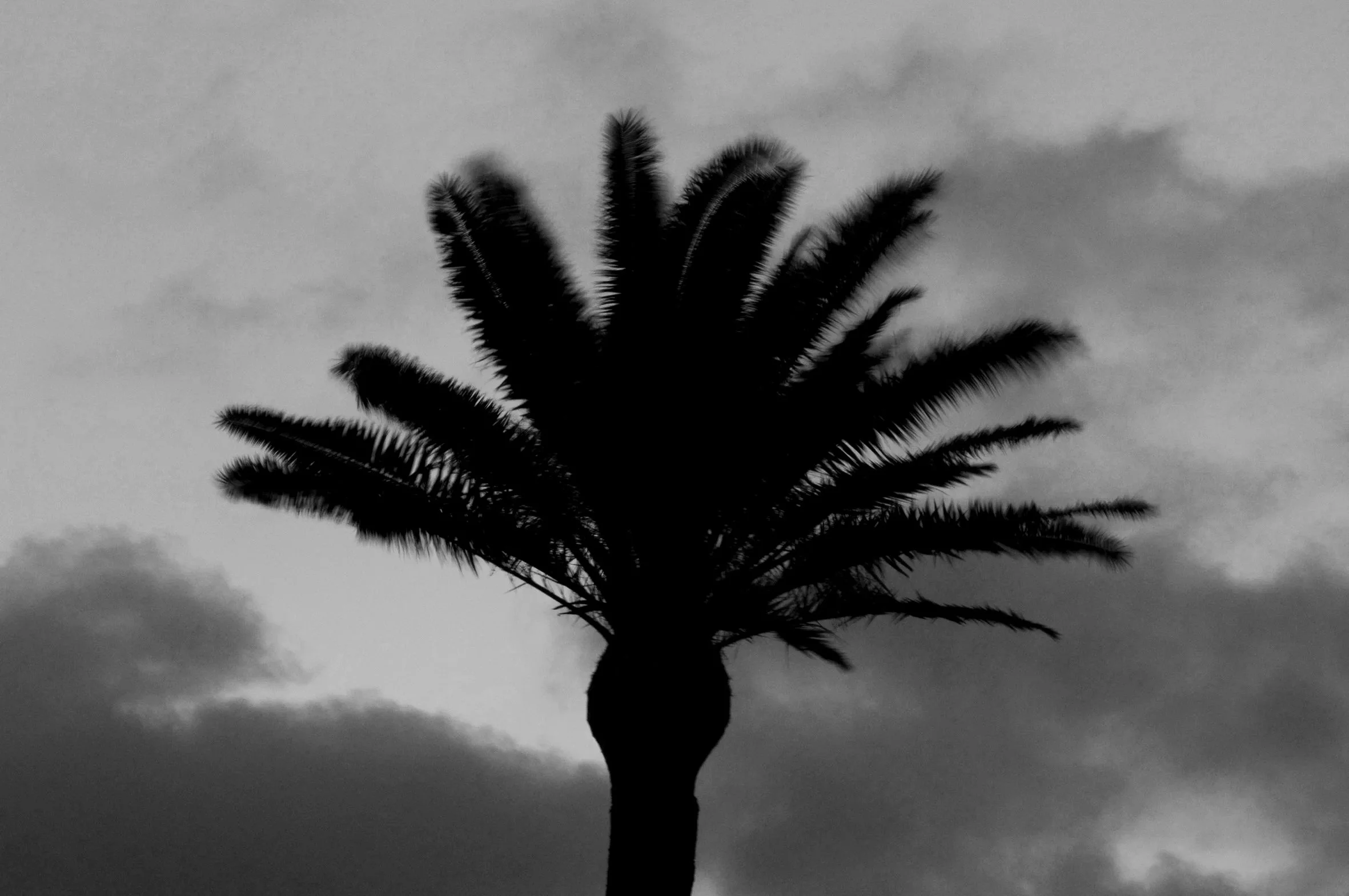 DSC_1009PalmTree.jpg