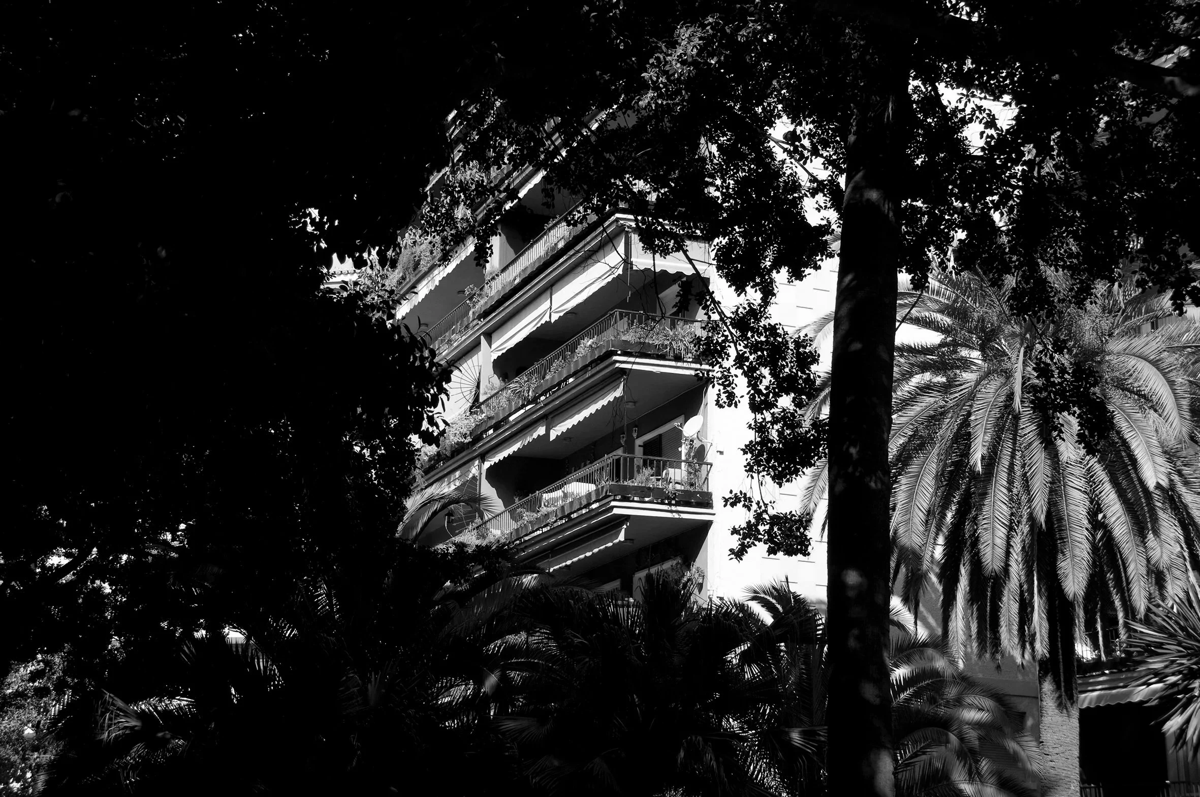 DSC_0629HotelTrees.jpg