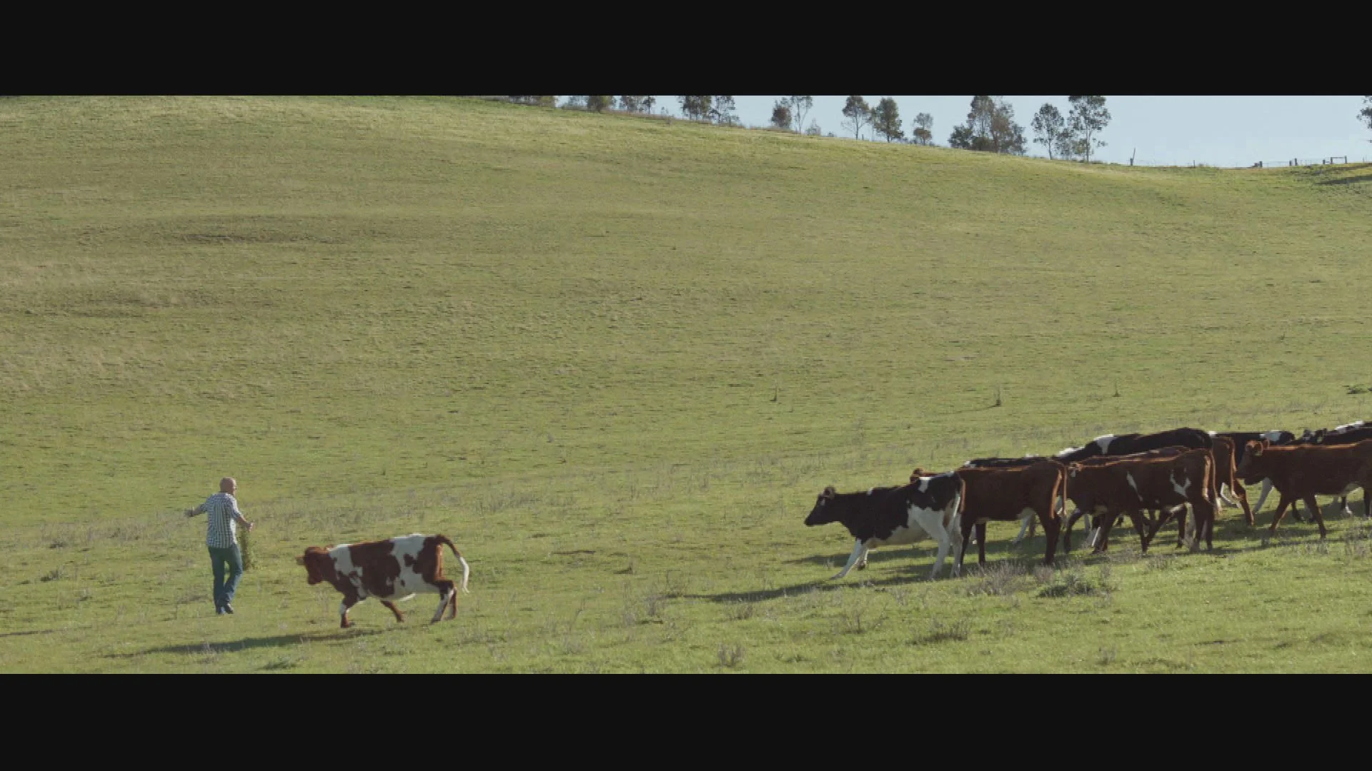 Paddock to Plate Still 7.jpg