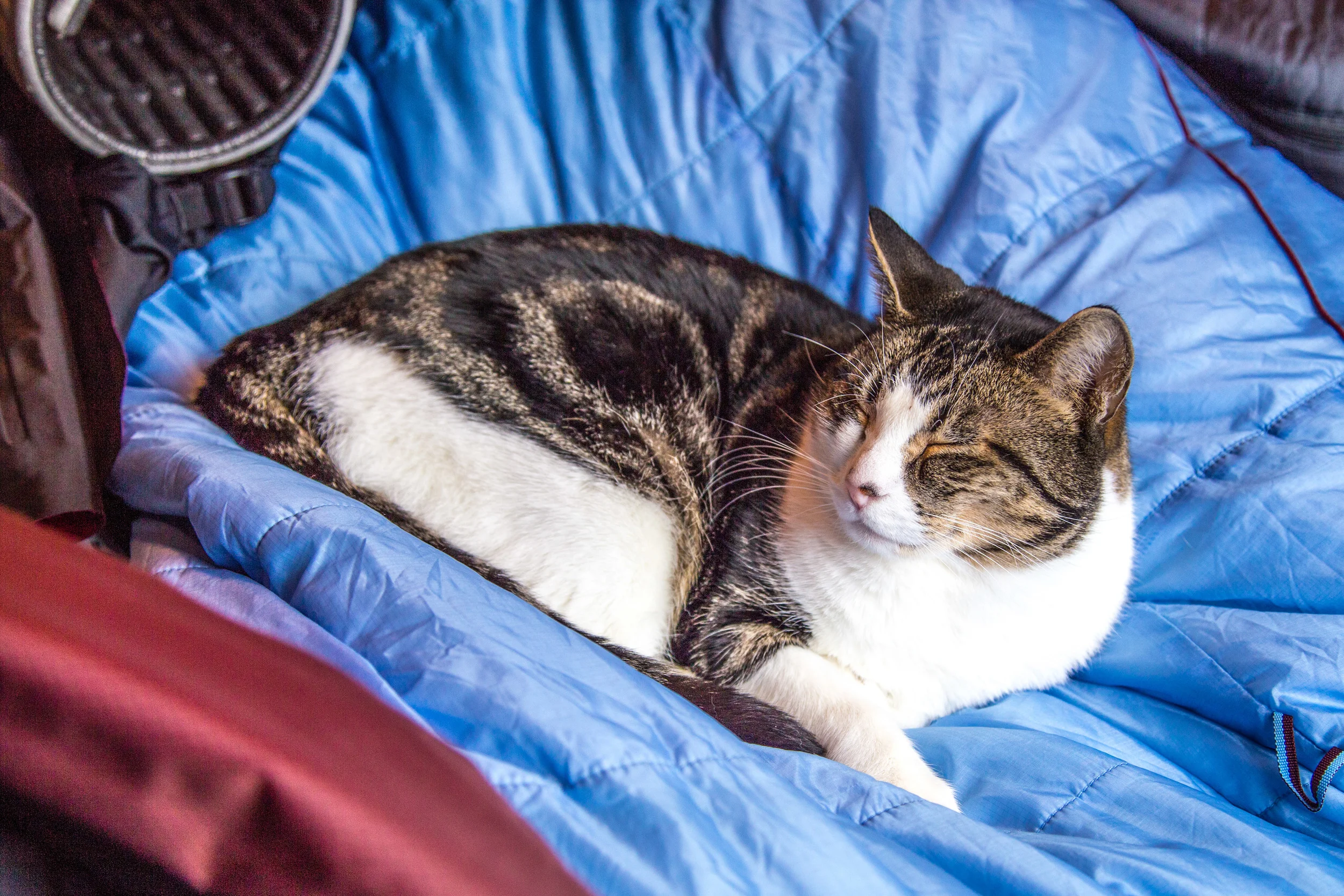 Our adventure cat Hobbes was very happy to find a pile of sleeping bags airing out on "his" bed.