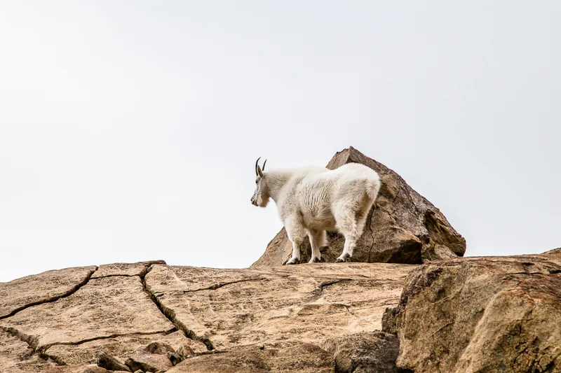 At Ingalls I was fortunate enough to find a goat farther down along the trail, and get this shot from a distance with a zoom lens.