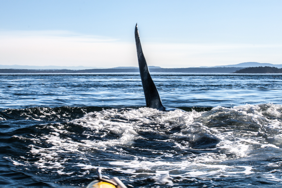 Fin off the bow