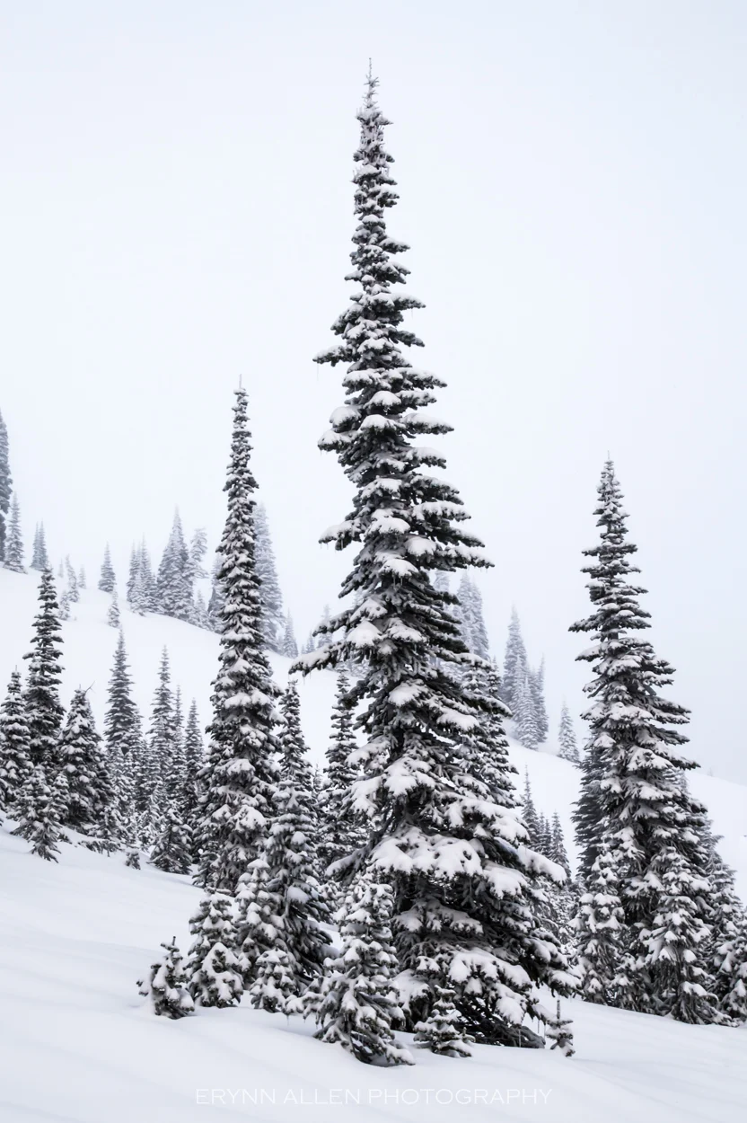 I straight up love snow on trees.