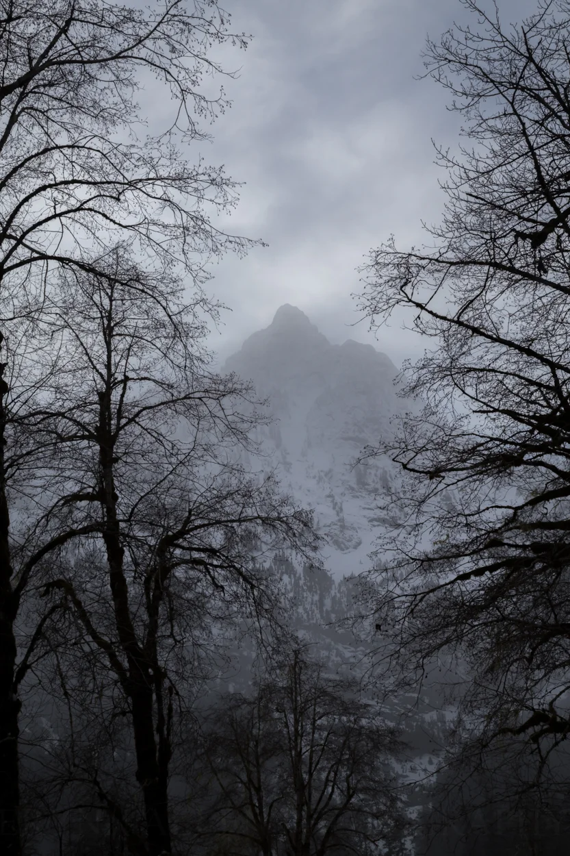 Through the bones of the trees
