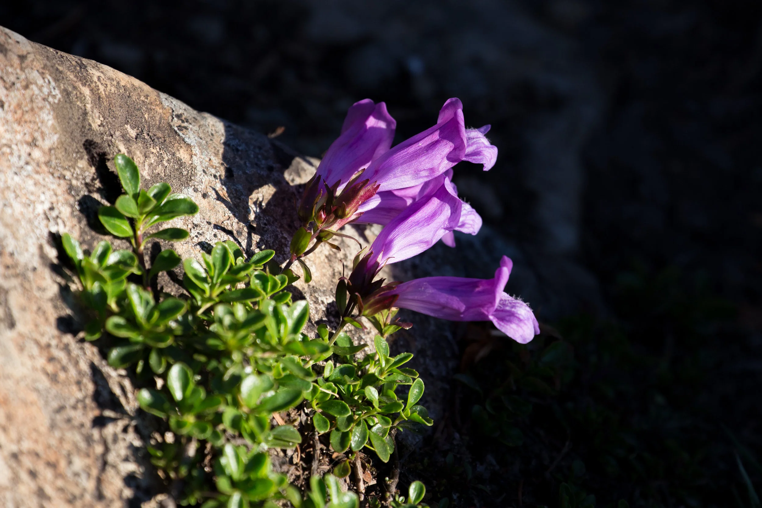 Penstemon, I'm guessing