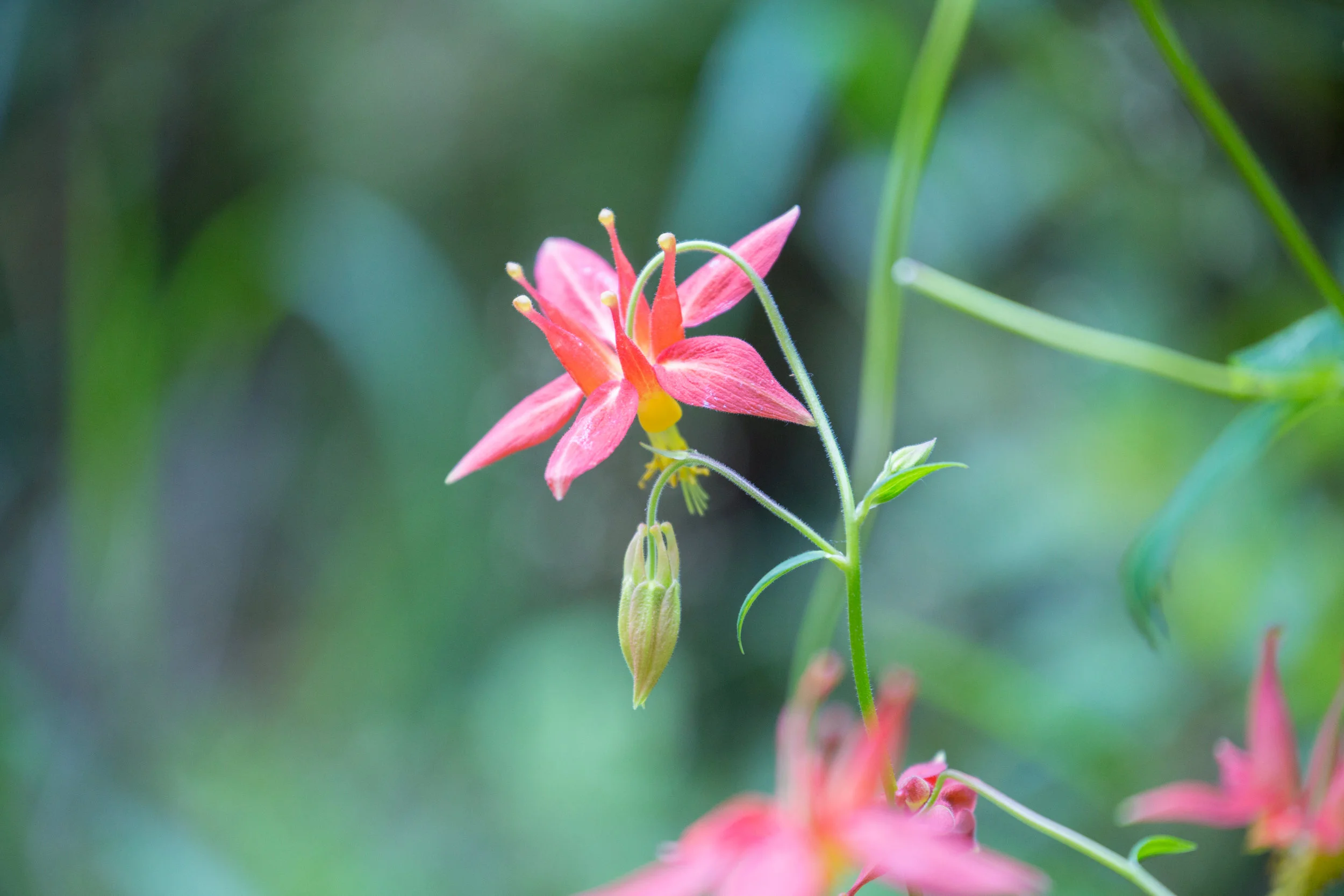 Red Columbine