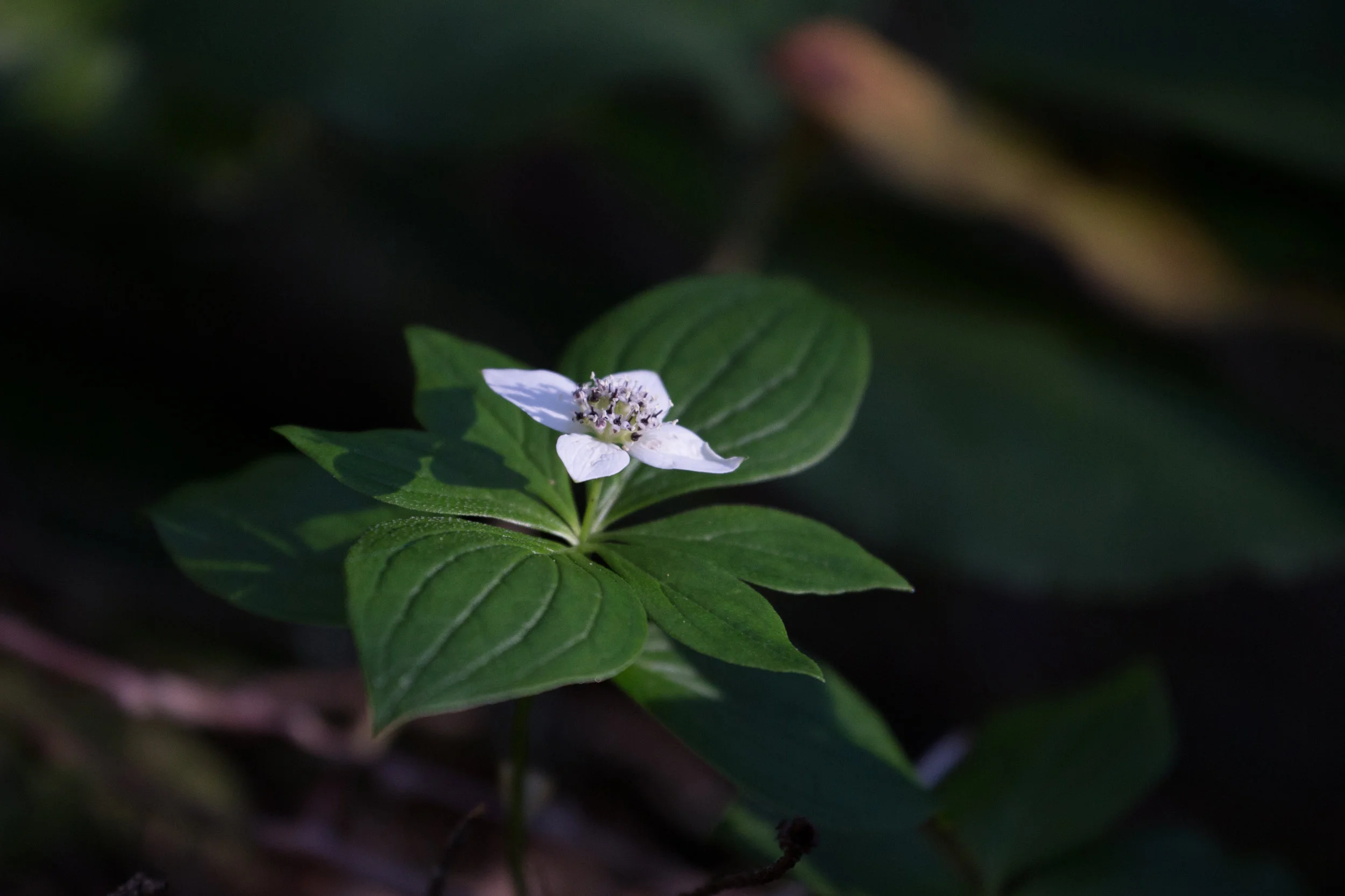 Bunchberry