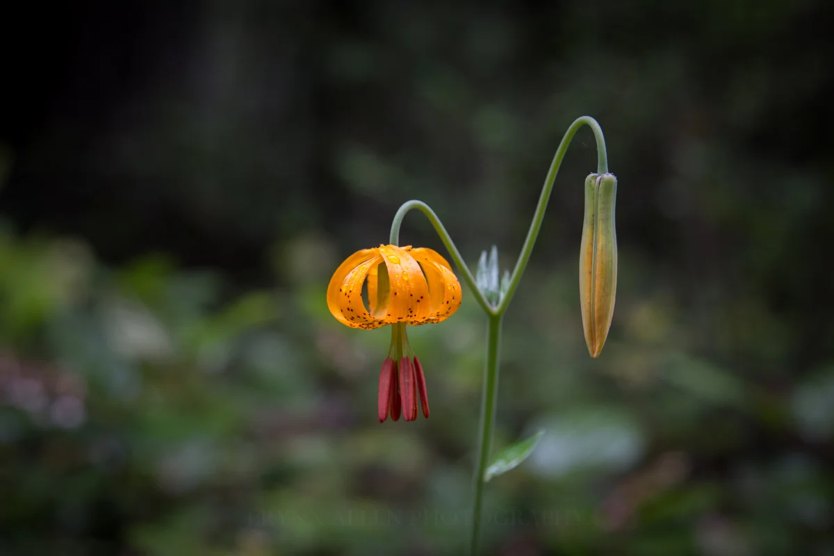 A surprise Tiger Lily by the trailhead