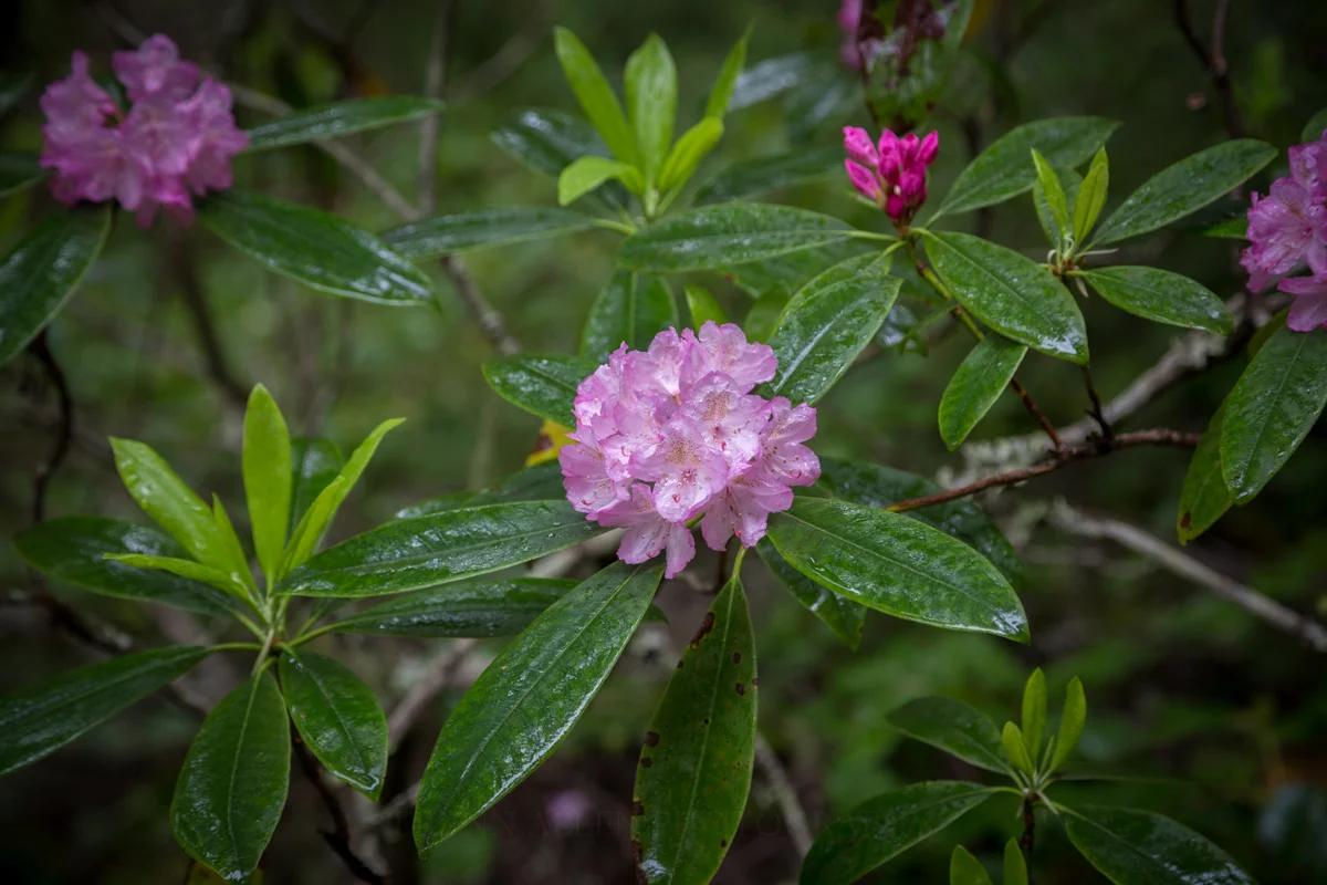 I love the effect rain gives to spring scenes. The color is enhanced by the shine.