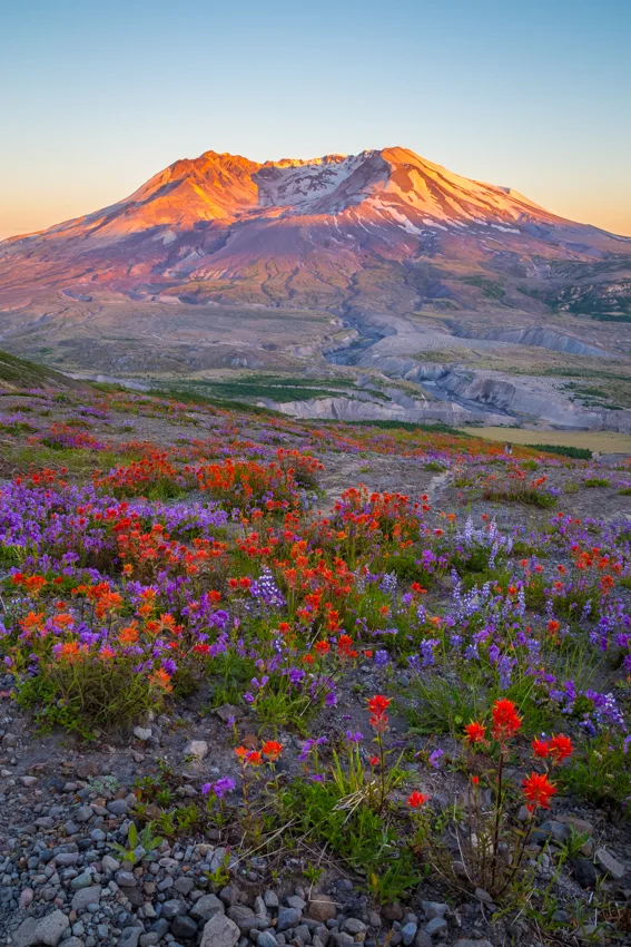 Beauty from Ashes LOOWIT / MOUNT ST. HELENS 16x24 Canvas Print By the faith that the wild-flowers show when they bloom unbidden - Henry van Dyke, “God of the Open Air”