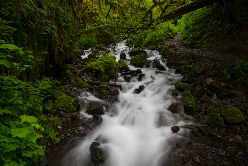 Spring at Wahkeena COLUMBIA RIVER GORGE 16x24 Satin Metal Print For the cool of the waters that run through the shadowy places - Henry van Dyke, “God of the Open Air”