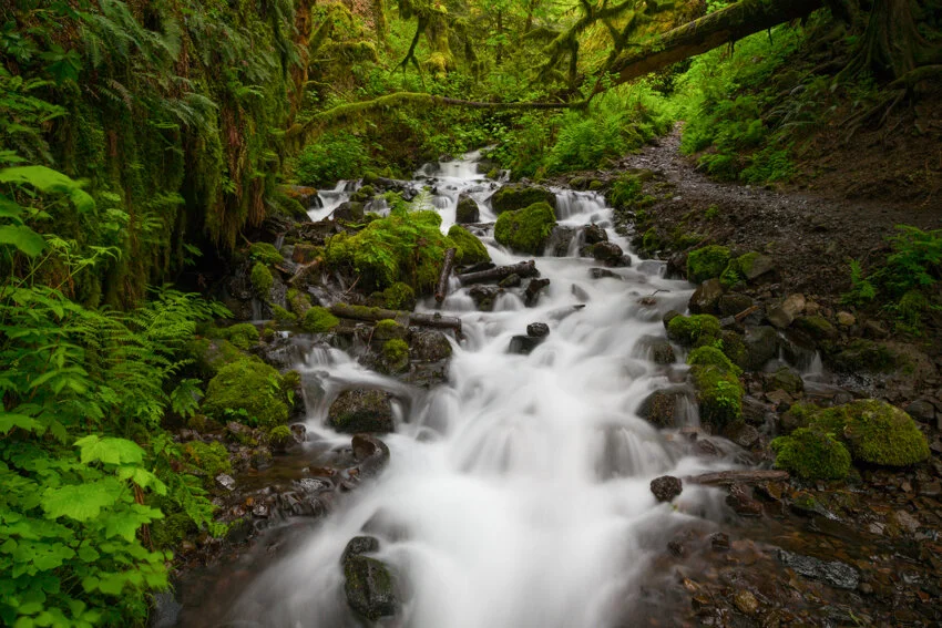 Pacific Northwest Spring — Erynn Allen Photography