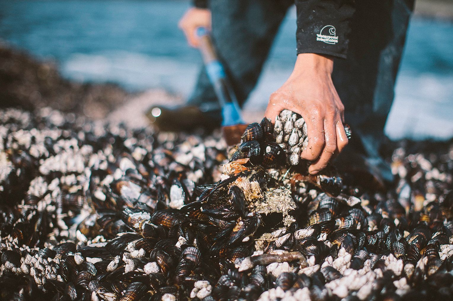 Nuu-chah-nulth harvesters choose our barnacles carefully, removing them from surrounding marine life and leaving the mussel beds beneath.