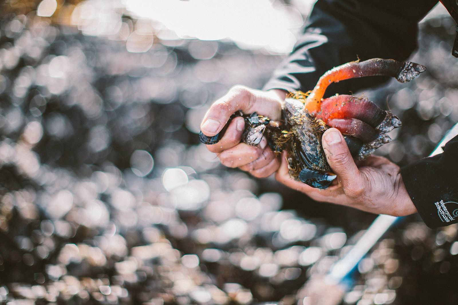 Ca̓ʔinwa Gooseneck Barnacles