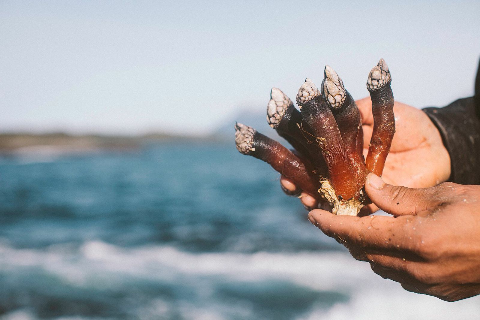 Nuu-chah-nulth people have a word for the way everything is interconnected: hišukiš c̓awak (literally, everything is one). We invite you to share in the experience.