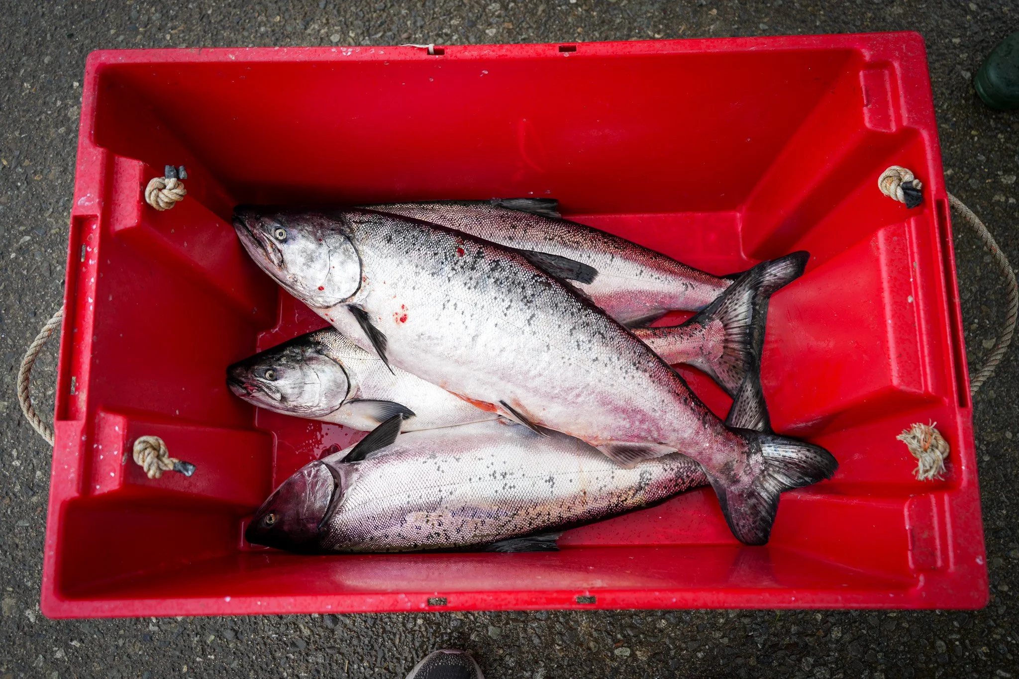 Welcome Our Salmon Laws Community Liaison Team!