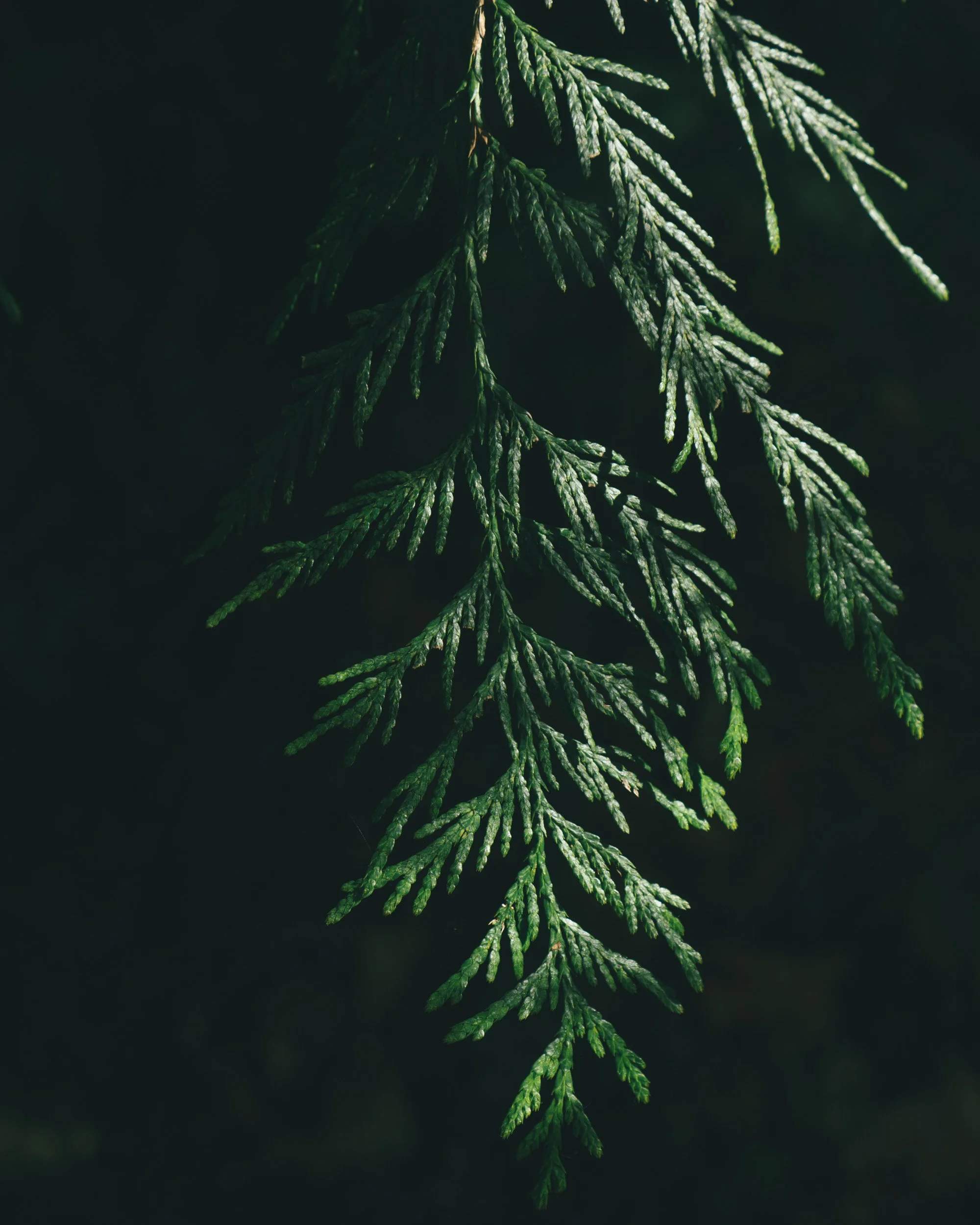 Meet Cedar Dawson, the New Salmon Governance Project Coordinator!