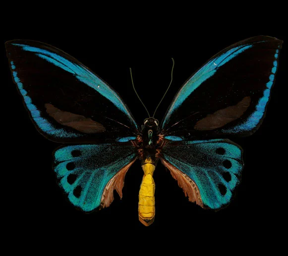insect-1.jpg