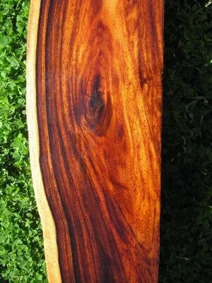 Kanau (Cordia subcordata)