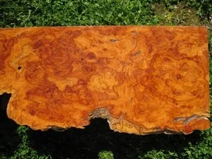 Buk Buk (Dysoxylum parasiticum)