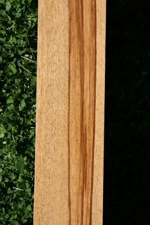 Bush Mango (Mangifera minor)