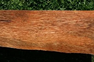 Coconut (cocos nucifera)