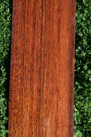 Dillenia (Dillenia sp.)