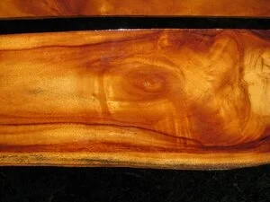 Flame Teak (Tectona grandis)