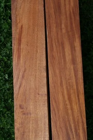 Taun (Pometia pinnata)