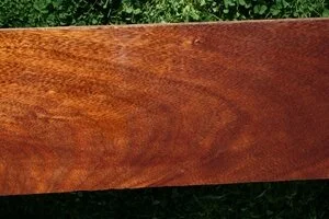 Red Cedar (Toona sureni)