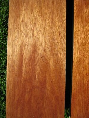 Calophyllum (Calophyllum peekei)