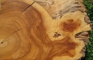 Buk Buk (Dysoxylum parasiticum)