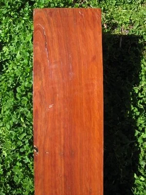 Narrow Leaf Ironbark (Eucalpytus crebra)