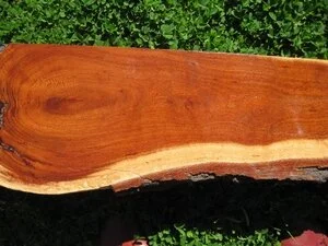 Beefwood (Grevillia striata)