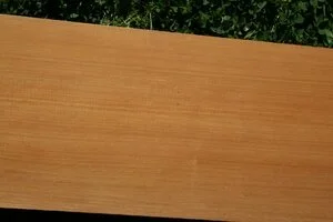 Brown Pine (Podocarpus elatus)