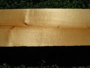 Poplar (Populus sp.)