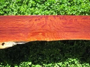 Woody Pear (Xylomelum occidentale)