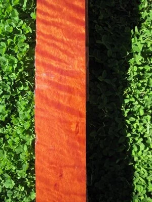 Red Quilted Gum (Eucalyptus camaldulensis)