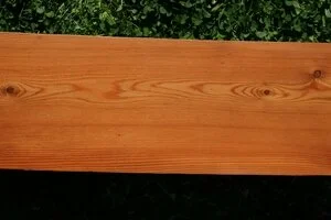 Larch (Larix sibirica)